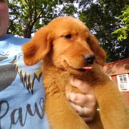 Golden Retriever Puppies from Ginger Snap Golden Retrievers