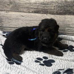 Hami dark blue - Black and red male German Shepherd puppy in Herrick, South Dakota from Dakota Shepherds Kennels