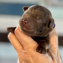 Revolt - Chocolate female Labrador Retriever puppy in Sullivan, Missouri from O’Dell Labs