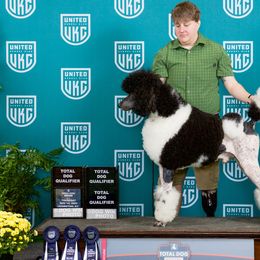 Poodles from JHT’s Standards