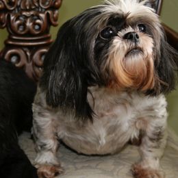 Shih Tzus from Denimay Shih Tzus