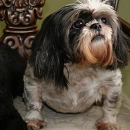 Shih Tzus from Denimay Shih Tzus