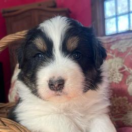 Zip - Black tri-color male Australian Shepherd puppy in Martha’s Vineyard, Massachusetts from Cranberry Hill Aussies