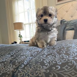 Havanese Puppies from Kim's Puppy Palace