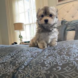 Havanese Puppies from Kim's Puppy Palace