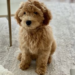 Goldendoodle Puppies from Mumzee Doodles