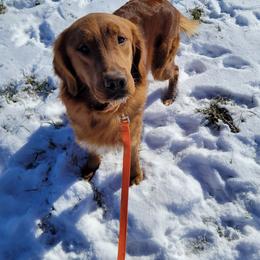 Dutton - Golden Retriever