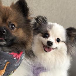 Pomeranians from Pawdawan Poms