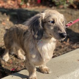 Bindi - Dachshund