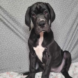 Jazz - Great Dane puppy in Bay Shore, New York from Gentle Giant Companions