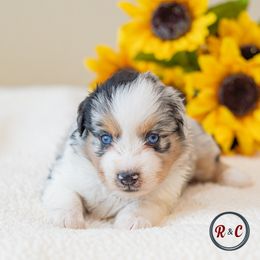 Blizzard - Blue merle male Miniature Australian Shepherd puppy in Buna, Texas from R & C Kennels