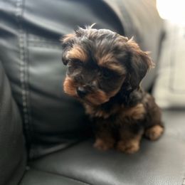 Aspen - Black and tan male Yorkipoo puppy in Ocala, Florida from Top Notch Pupz
