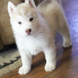 Siberian Husky Puppies from Tevana Siberians LLC