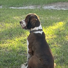 Bernie - English Springer Spaniel