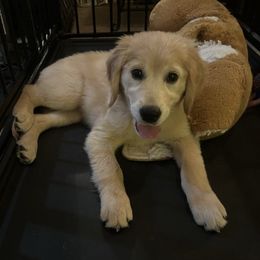 Cookie - Light golden female Golden Retriever puppy in Garland, Texas from Rangel Family Goldens