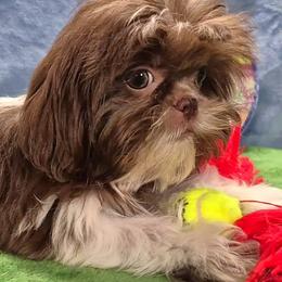 Matilda - Liver and white female Shih Tzu puppy in Candler, North Carolina from Pup-Tzu WNC