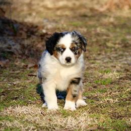 Tillie - Blue merle female Miniature Australian Shepherd puppy in Fort Smith, Arkansas from Rye Hill Aussies