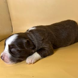Boy 3 - Red tri male Miniature Australian Shepherd puppy in Hokes Bluff, Alabama from Alegria Toy Aussies