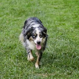 Sassy - Miniature Australian Shepherd