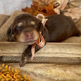 Toffee (Mint) - Chocolate and cream female Dachshund puppy in Cherry Valley, California from Sugar and Spice Dachshunds