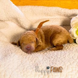 Boy Brown Collar - Goldendoodle puppy in Murray, Utah from Puppy Paws
