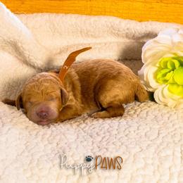 Boy Brown Collar - Goldendoodle puppy in Murray, Utah from Puppy Paws