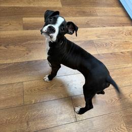 Boy 2 - Brindle male Boxer puppy in Prestonsburg, Kentucky from Bre’s Boxers
