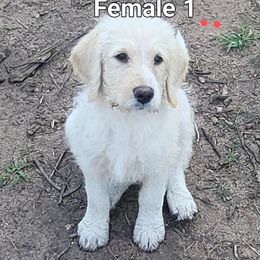 Girl 2 - female Labradoodle puppy in Athelstane, Wisconsin from Caldron Falls Doodles and Poodles