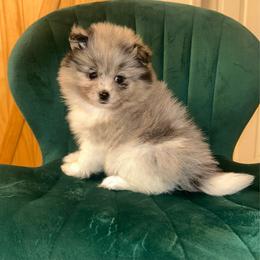 Chowder - Blue merle male Pomeranian puppy in Buck Valley, Pennsylvania from Buck Valley Pomeranians