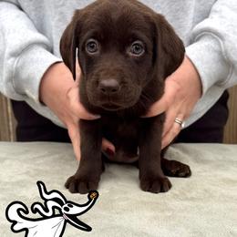Zero - Chocolate female Labrador Retriever puppy in Water Valley, New York from Three Lakes Labs & WHDs