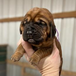 Jade - Red female Bloodhound puppy in Marvell, Arkansas from Hat Creek Kennel