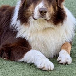 Muchu - Australian Shepherd