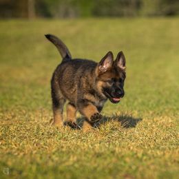 German Shepherd Puppies from Sommerfeld German Shepherds