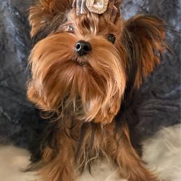 Amillia - Black and gold female Yorkshire Terrier puppy in Daggett, Michigan from Hetzel’s Enchanted Yorkies (Michigan)