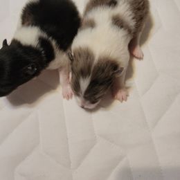 Pomeranian Puppies from Shaw's Sparkle Pom's