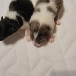 Pomeranian Puppies from Shaw's Sparkle Pom's