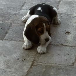 Russell - Black tan and white male Beagle puppy in Chandler, Arizona from Monica's Beagles