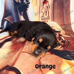 Orange Collar - Black and rust male Doberman Pinscher puppy in Louisville, Kentucky from Ruiz Dobermans