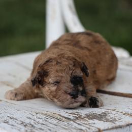 Max - Merle male Whoodle puppy in West Bend, Iowa from Blue Skies Terriers