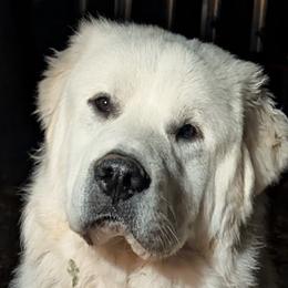 Storm - Great Pyrenees