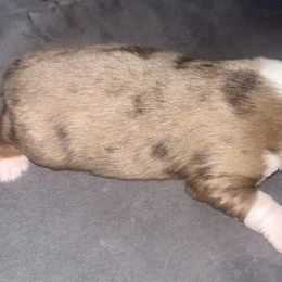 Maple - Red merle female Toy Australian Shepherd puppy in Princeton, Louisiana from Legacy Hill Aussies