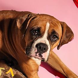 Daisy - Boxer