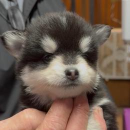 Christian - Black and white male Pomsky puppy in Spring Hill, Florida from PDQ Pomskies