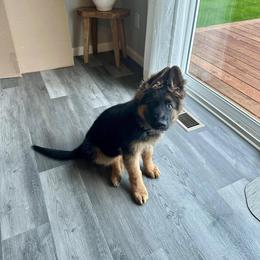 German Shepherd Puppies from League of Shepherds