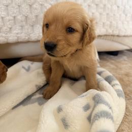 Orange Color Girl - Golden female Golden Retriever puppy in Loma Rica, California from BloomingPuppies