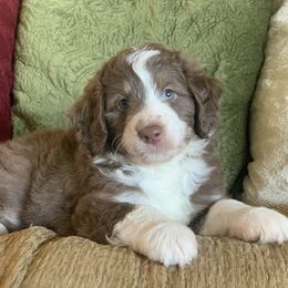 Aussiedoodle, Cavalier King Charles Spaniel, and Toy Australian Shepherd Puppies from Triple Cross Aussies Triple Across Aussiedoodles Cair Paravel Cavaliers