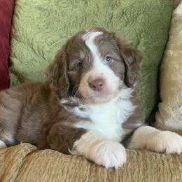 Aussiedoodle, Cavalier King Charles Spaniel, and Toy Australian Shepherd Puppies from Triple Cross Aussies Triple Across Aussiedoodles Cair Paravel Cavaliers