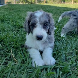 Aussiedoodle Puppies from Southwest Florida Doodles