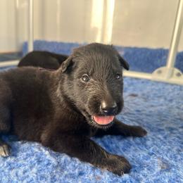 Pearl (Purple) - Black female Belgian Sheepdog puppy in Franklin, West Virginia from Wildmour K9