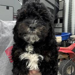 Boy 2 - Black and tan male Cavapoo puppy in Maryville, Missouri from Rolling Acres Doodles and Poodles